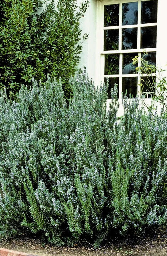 Blue Spires Rosemary