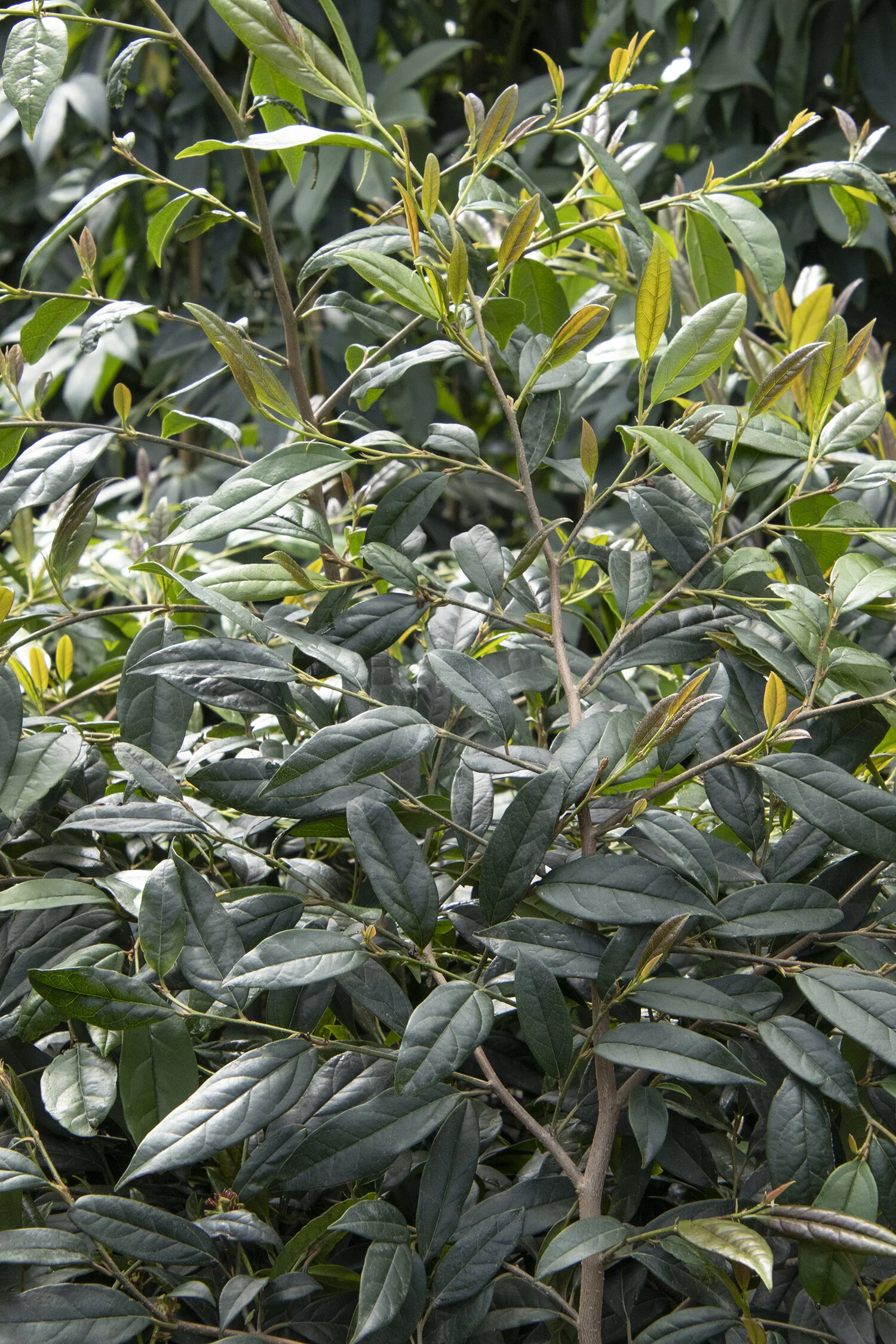 Winterfell™ Chinese Fighazel