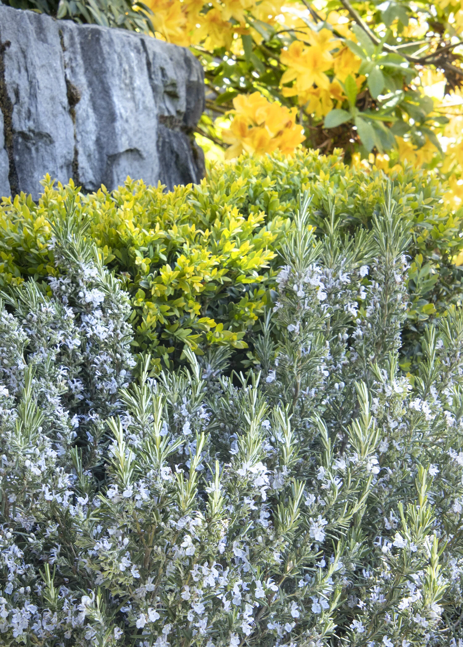Arp Rosemary