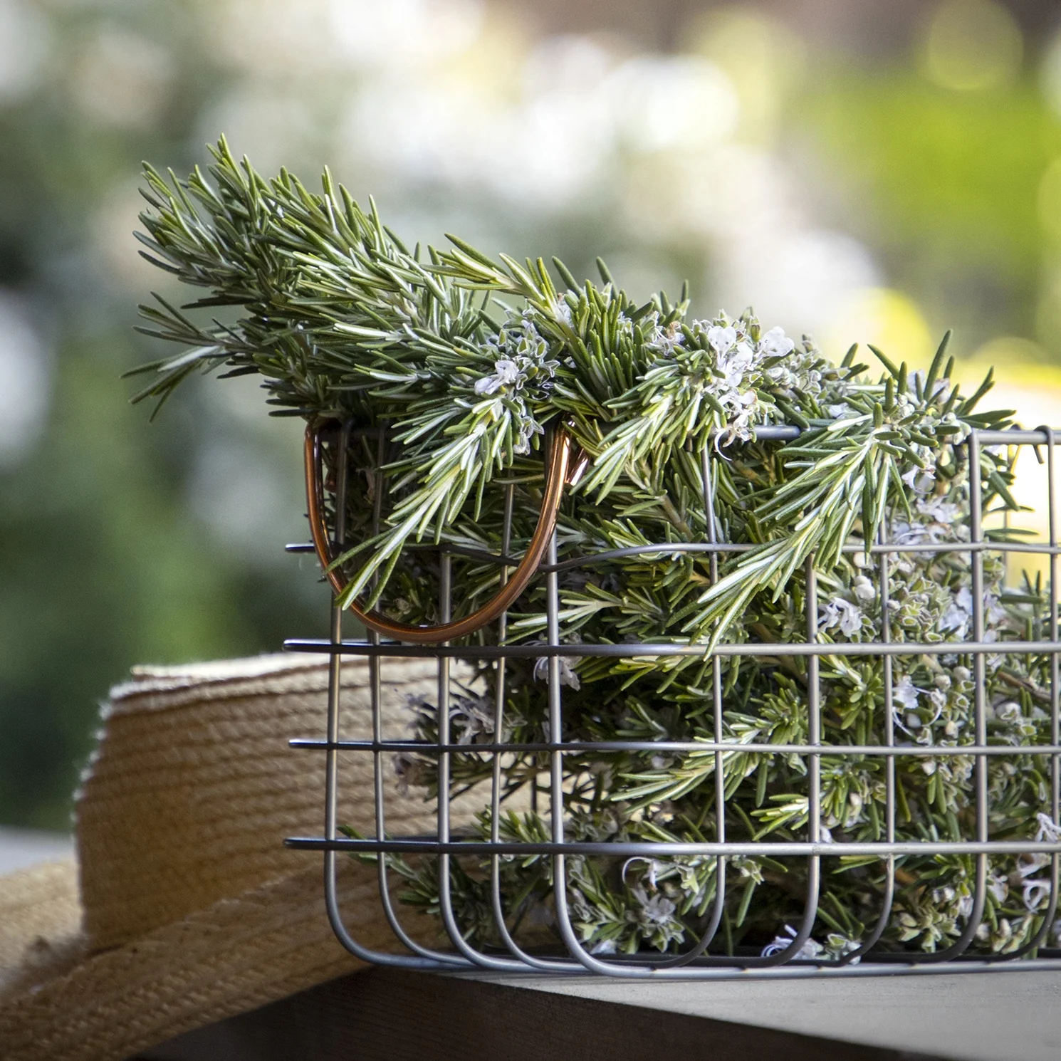 Arp Rosemary
