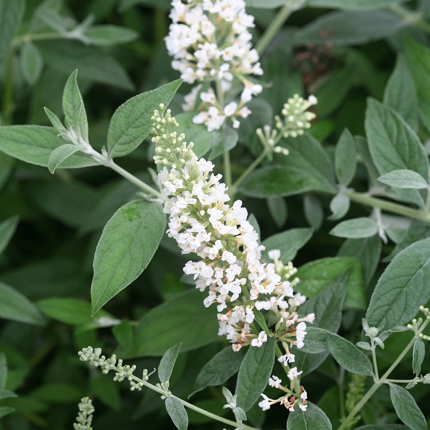 Lo & Behold® Ice Chip Butterfly Bush 1 Lo & Behold® Ice Chip Butterfly Bush