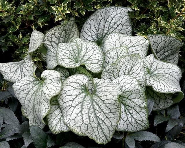 Alexander's Great Brunnera 13 Alexander's Great Brunnera