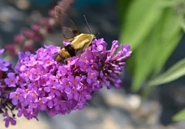 Lo & Behold® Lilac Chip Butterfly Bush 2 Lo & Behold® Lilac Chip Butterfly Bush