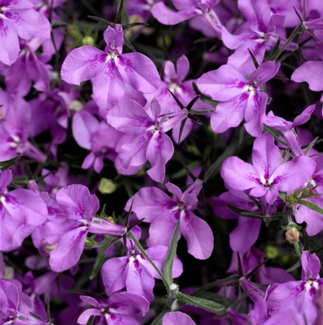 Techno® Upright Lobelia