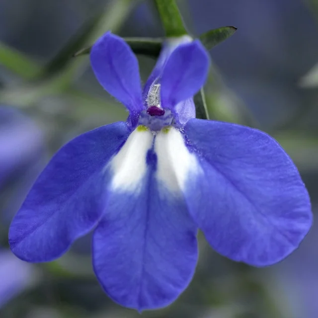 Techno® Upright Lobelia