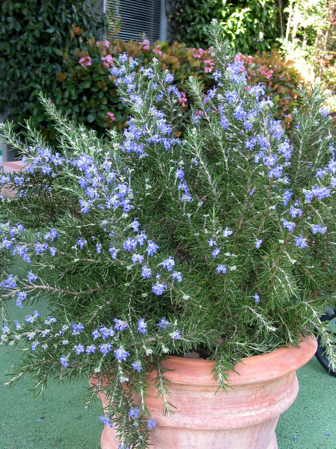 Roman Beauty Rosemary
