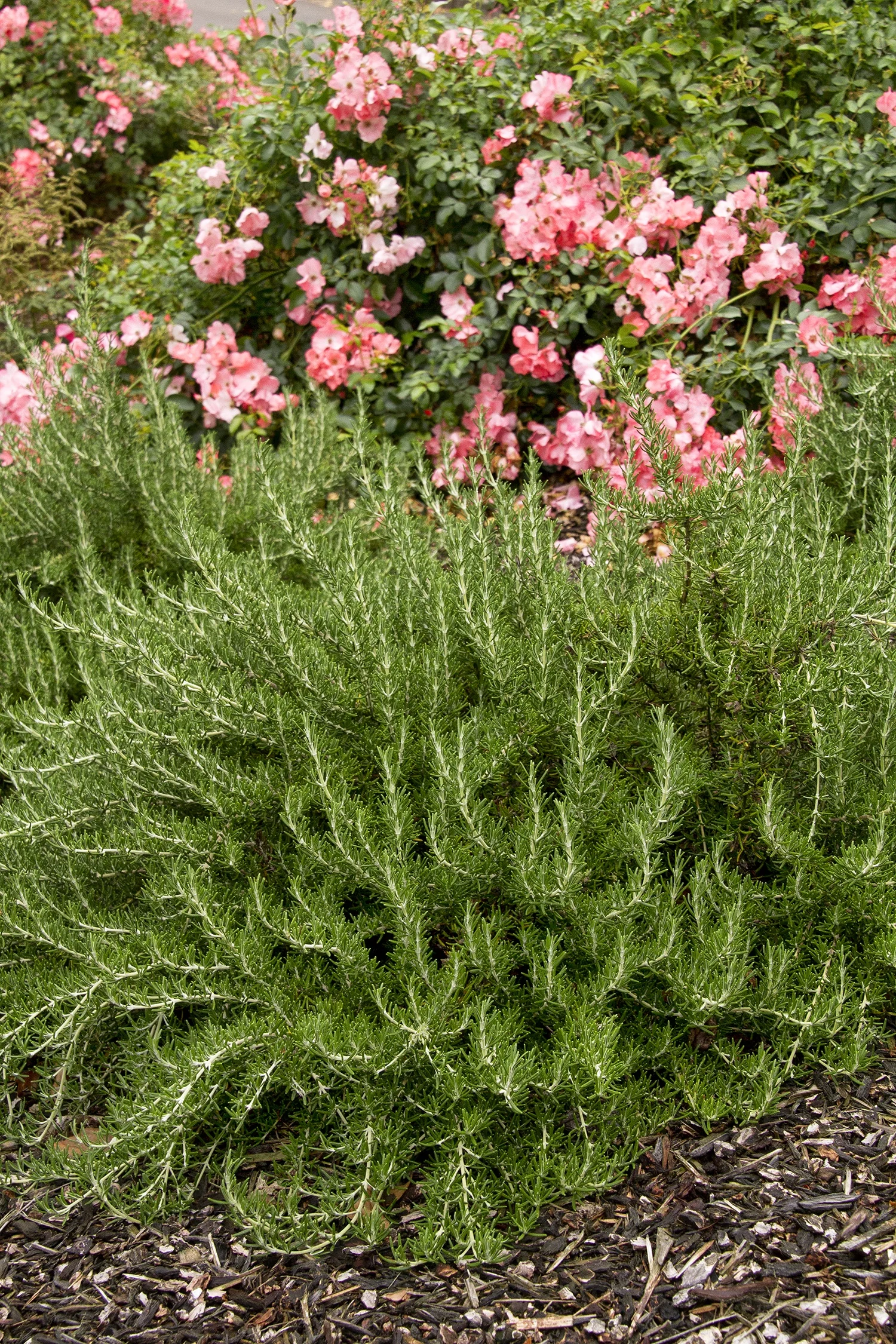 Roman Beauty Rosemary