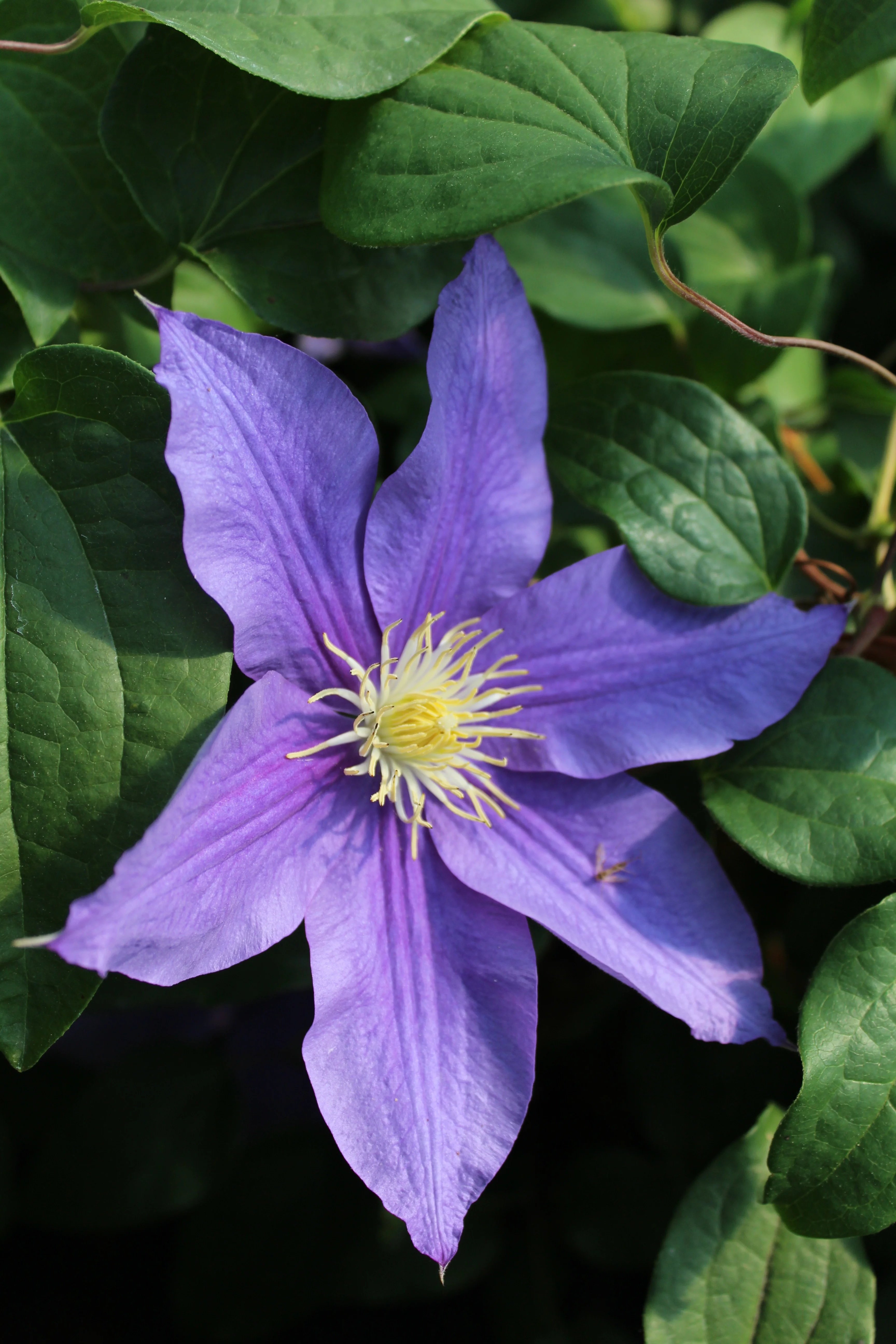 Belle of Taranaki Clematis