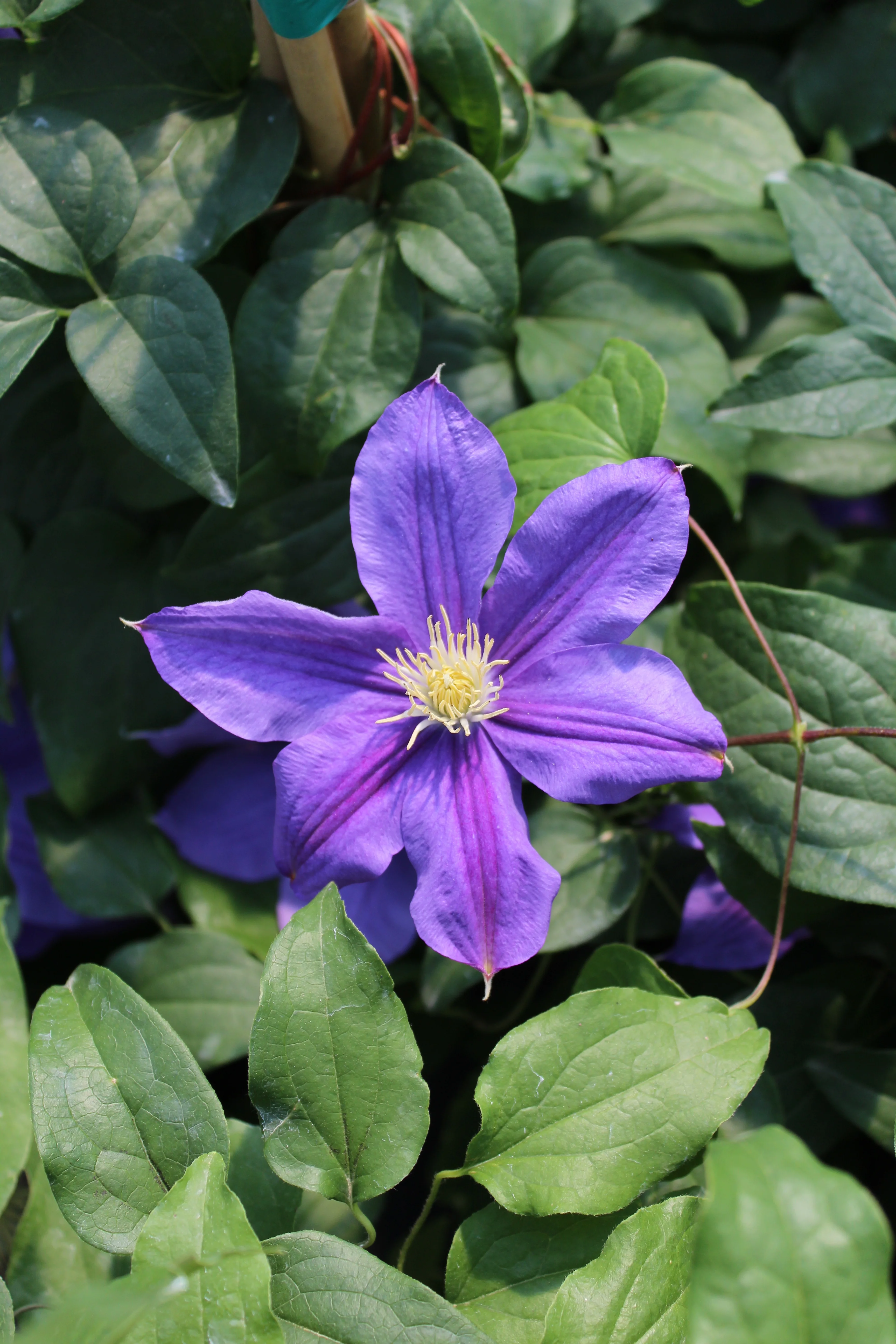 Belle of Taranaki Clematis
