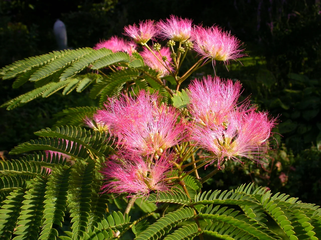Tropical Dream Mimosa Tree