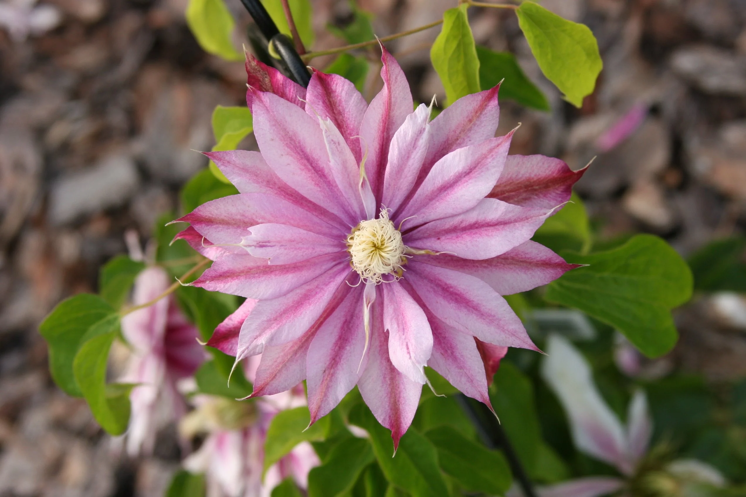 Phyllis™ Clematis
