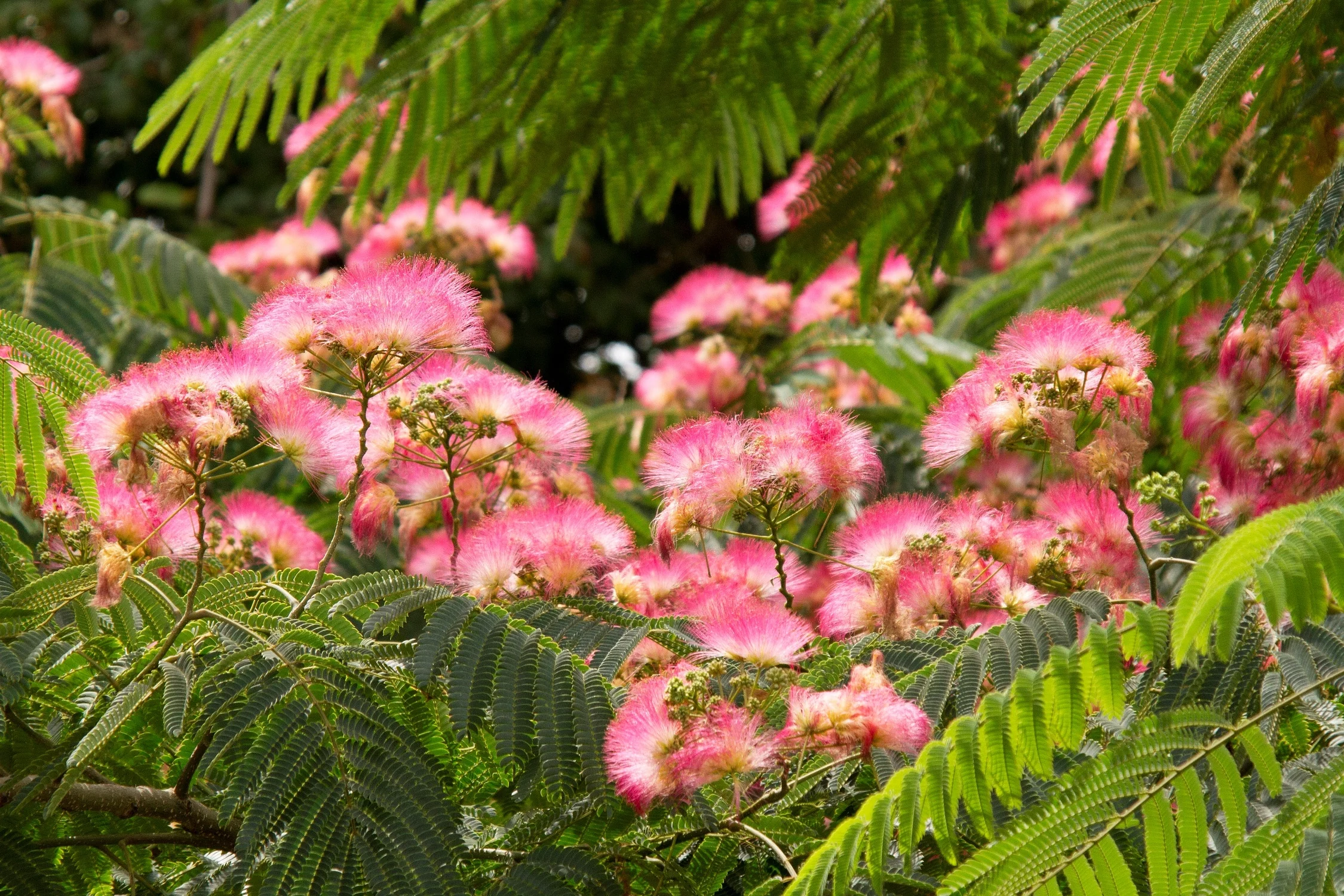 Ombrella™ Mimosa Tree 1 Ombrella™ Mimosa Tree