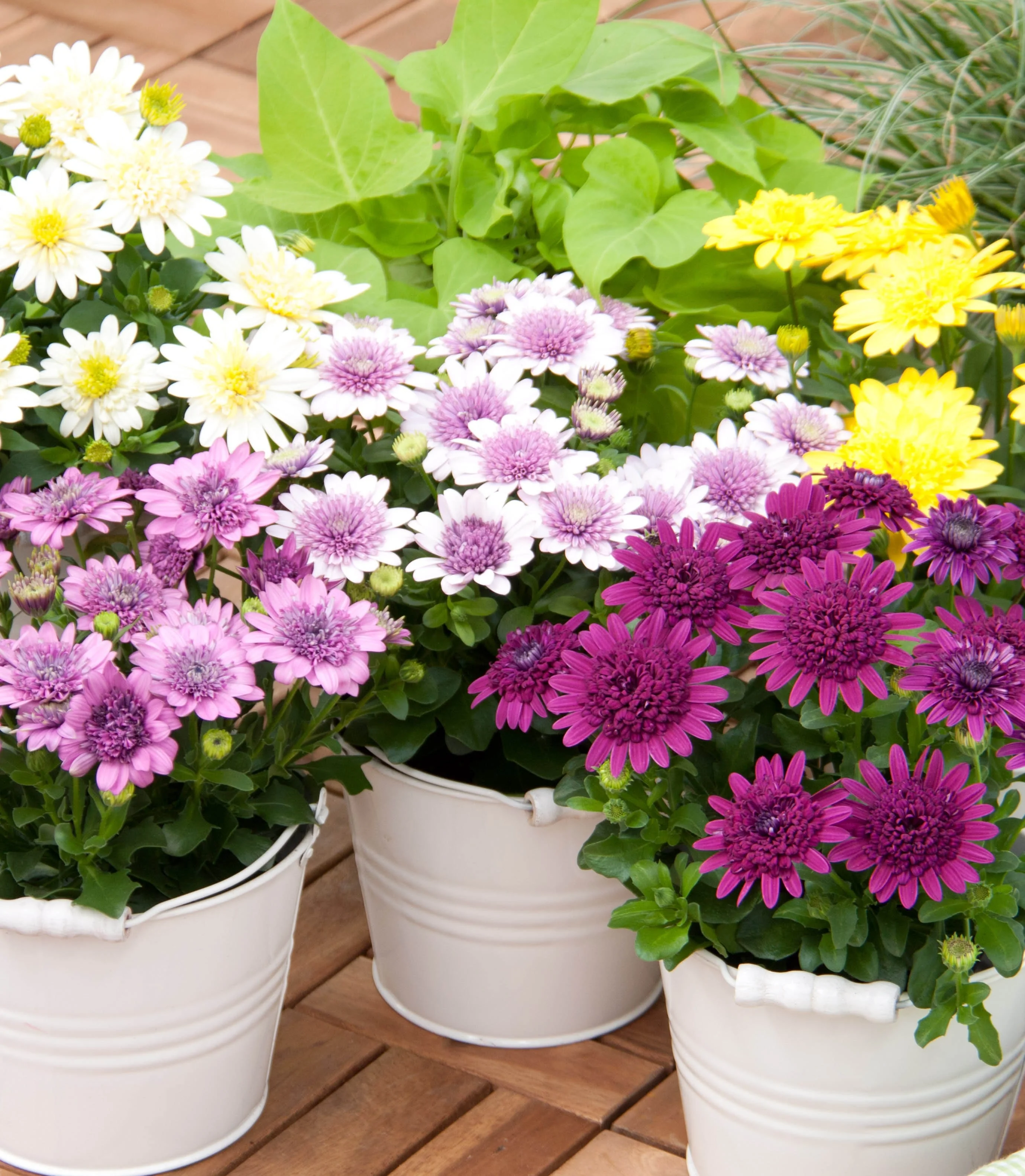 4D African Daisy 1 4D African Daisy