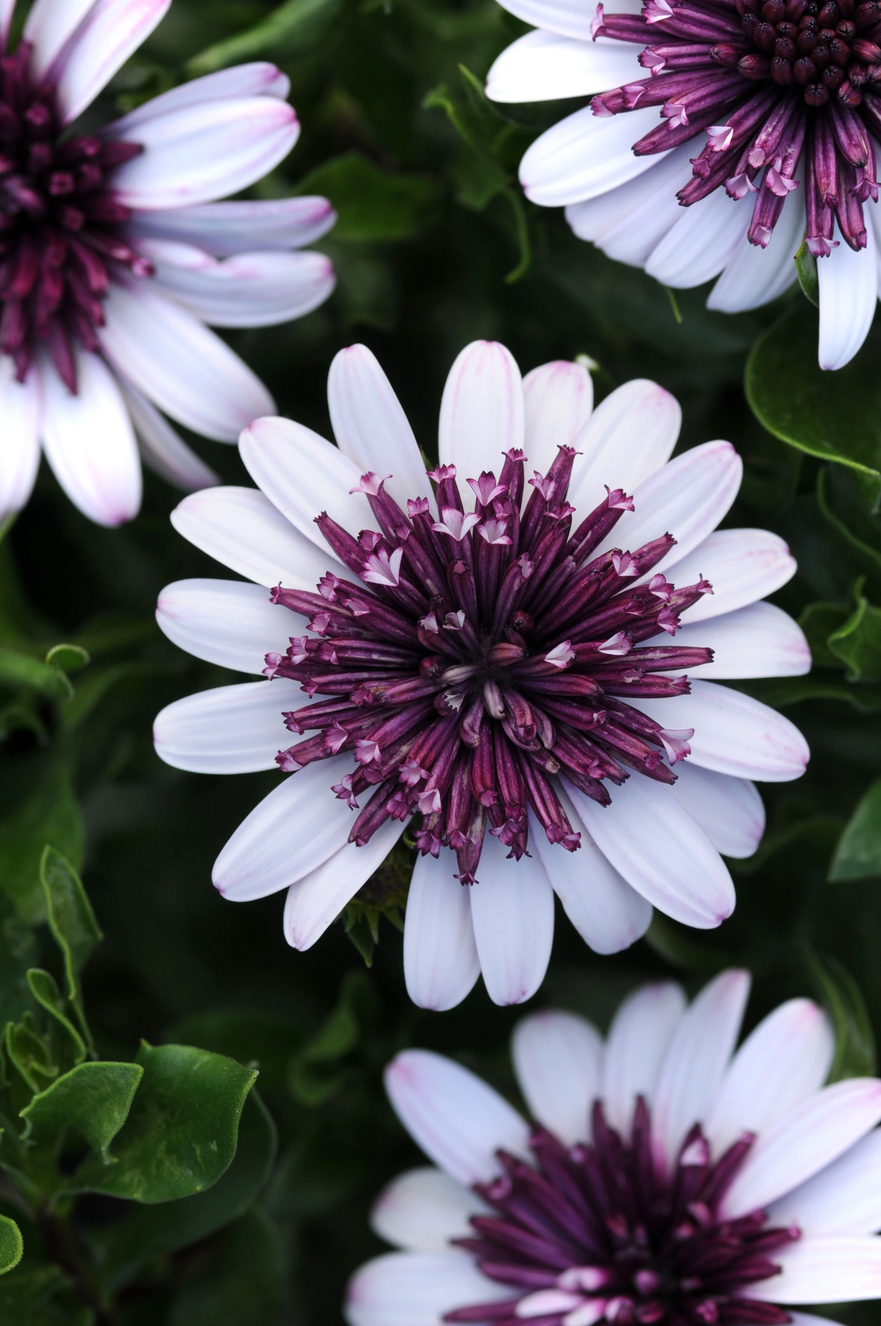 4D African Daisy 2 4D African Daisy