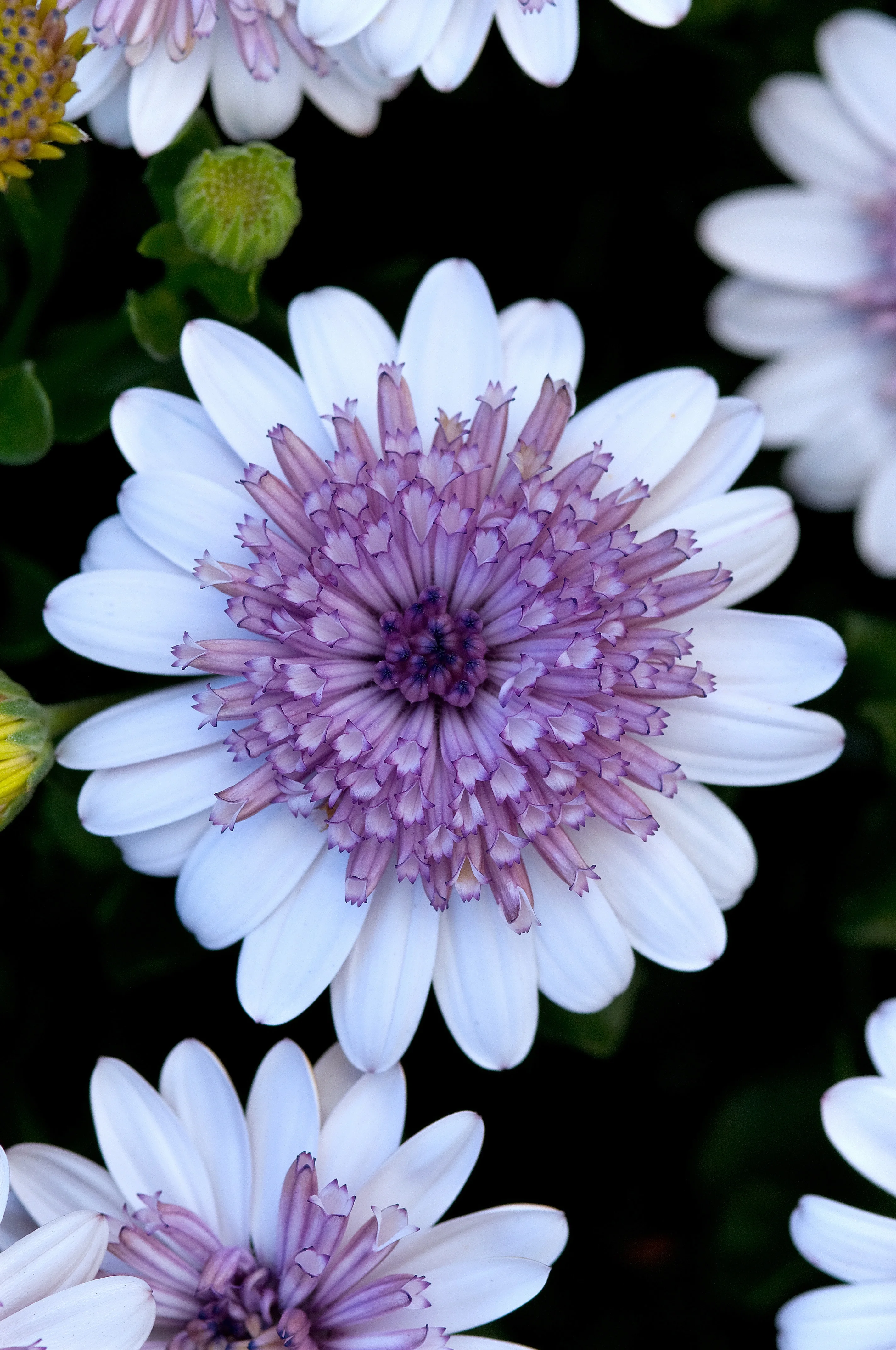 4D African Daisy 3 4D African Daisy