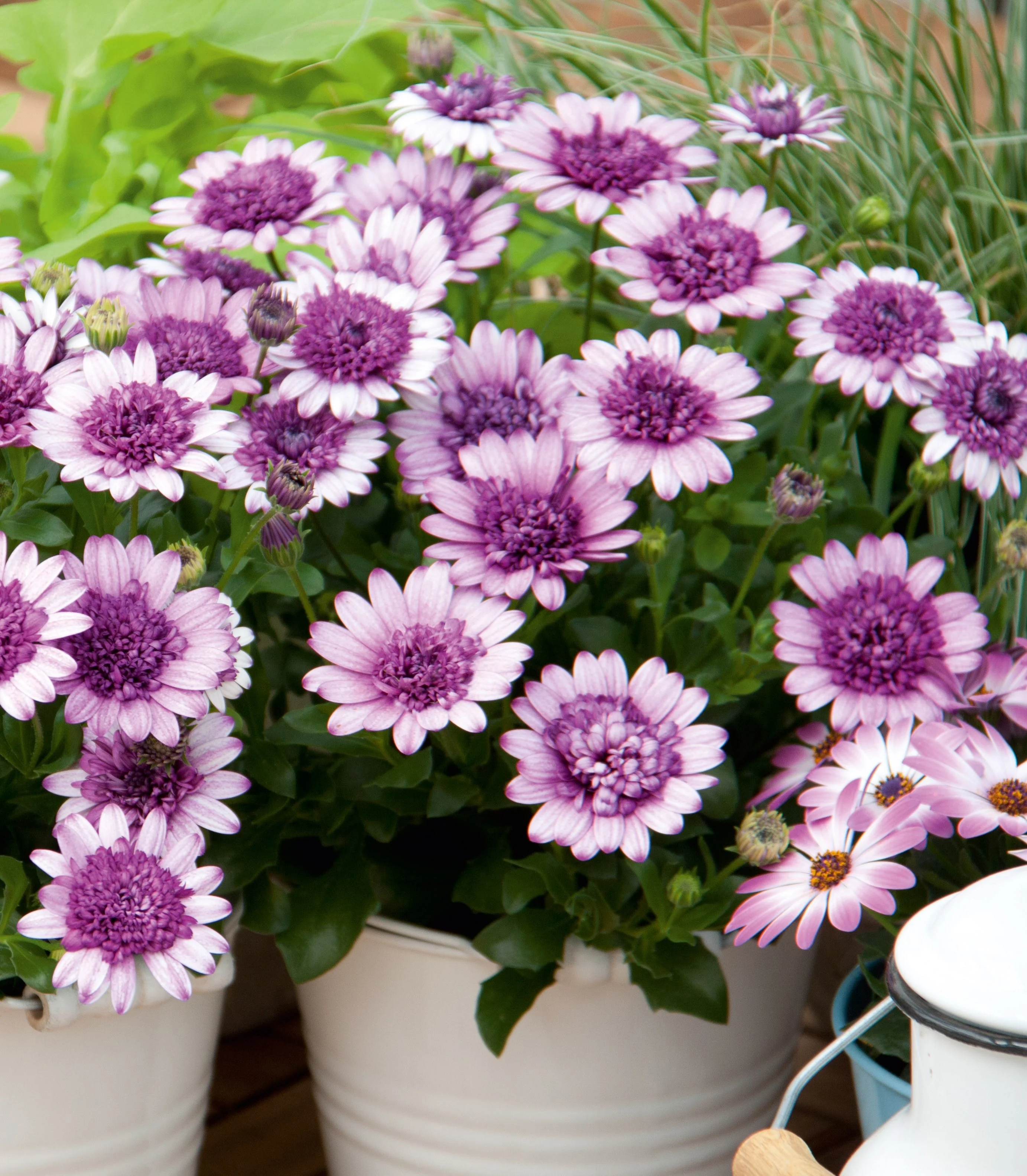 4D African Daisy 4 4D African Daisy