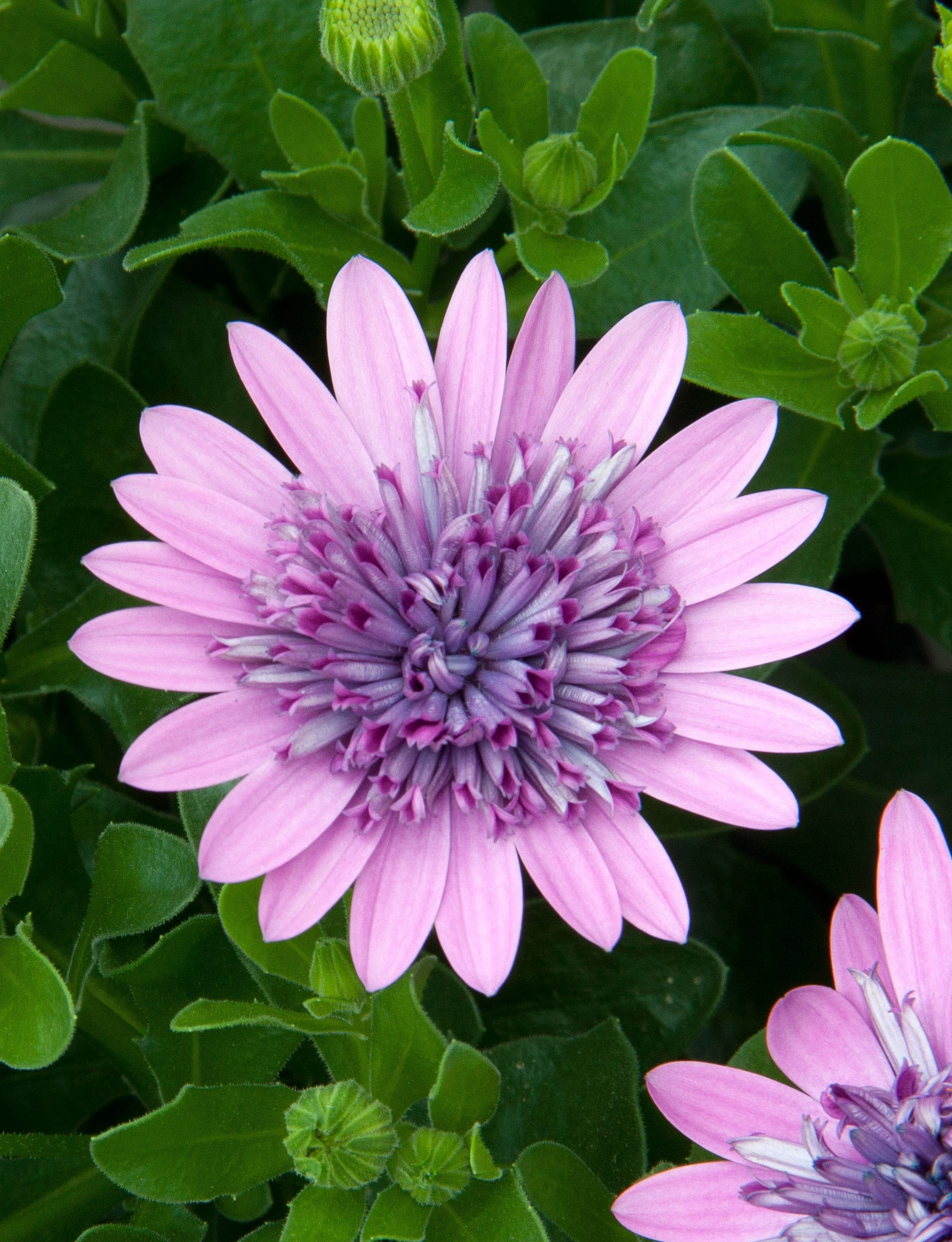 4D African Daisy 5 4D African Daisy