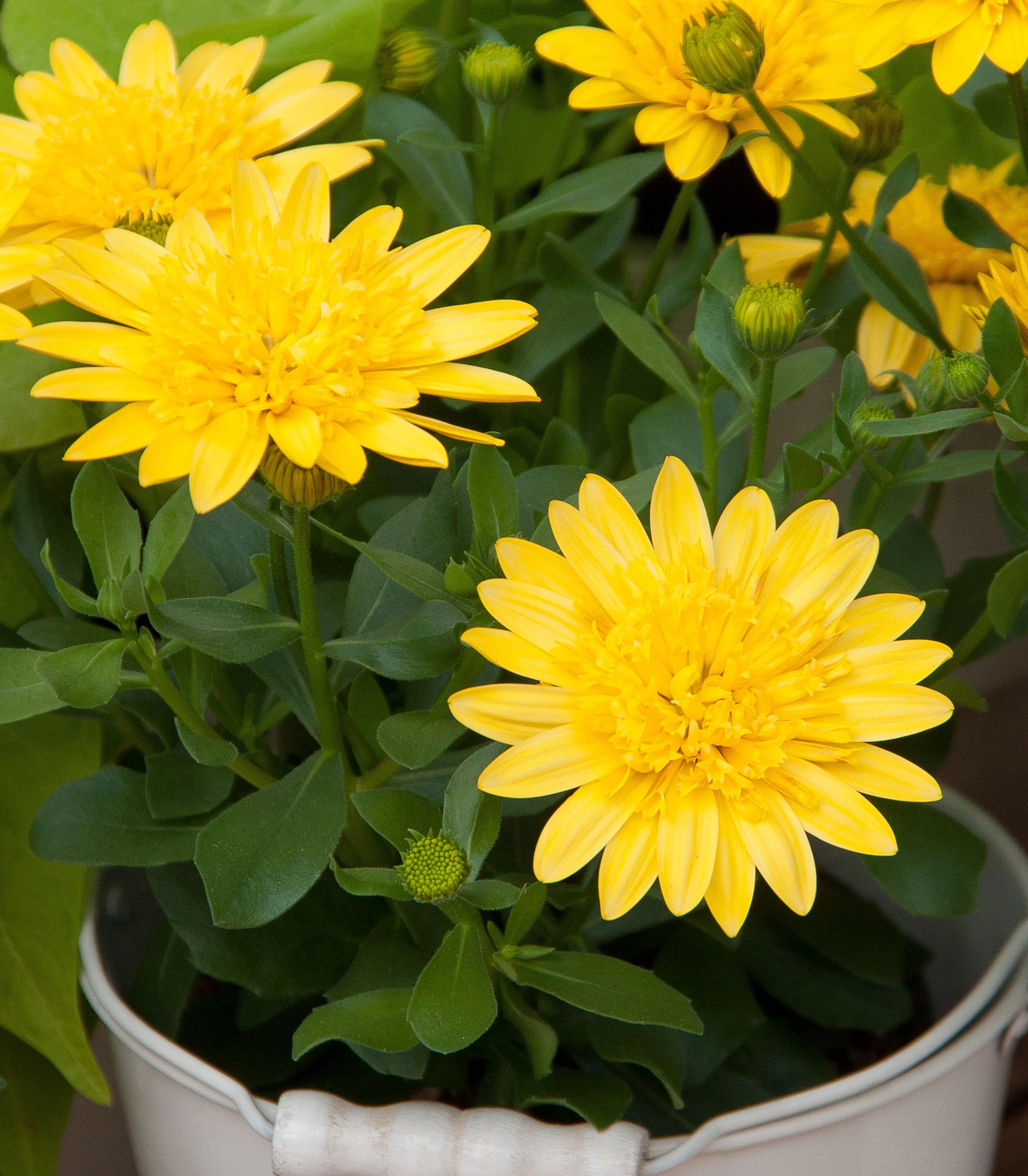 4D African Daisy 6 4D African Daisy