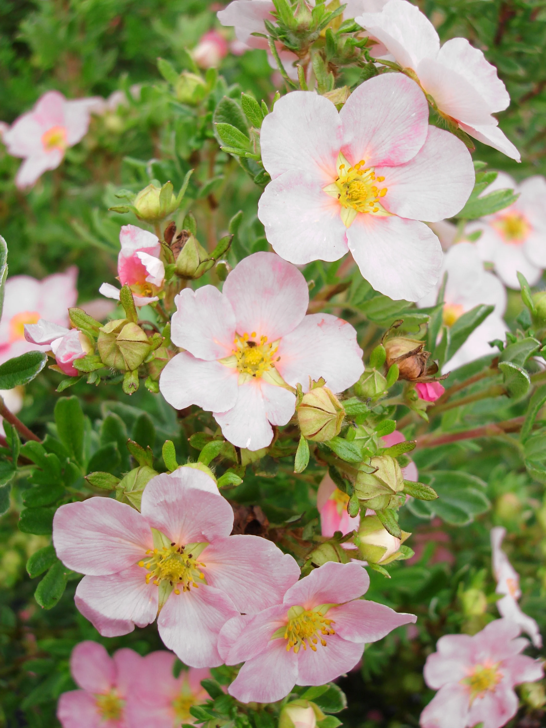 Pink Princess Potentilla