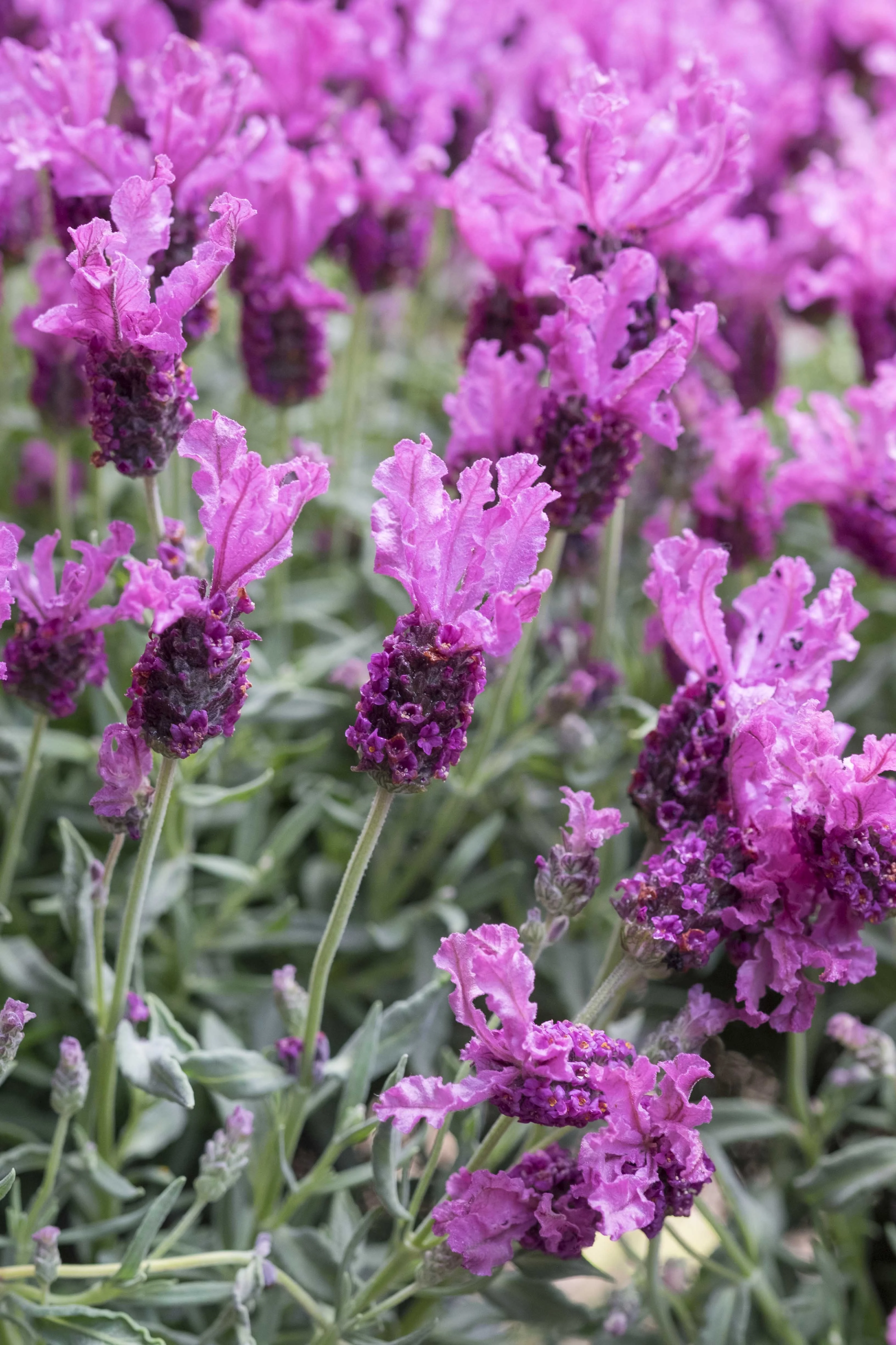 Lavinnova® Hot Pink Lavender 7 Lavinnova® Hot Pink Lavender