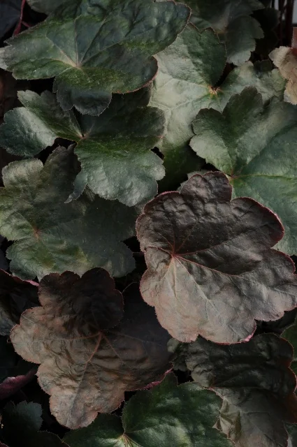 Carnival Black Olive Heuchera 12 Carnival Black Olive Heuchera