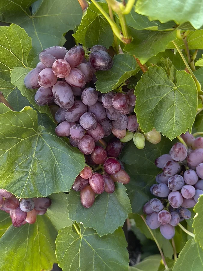 Zestful™ Lollipop Grape