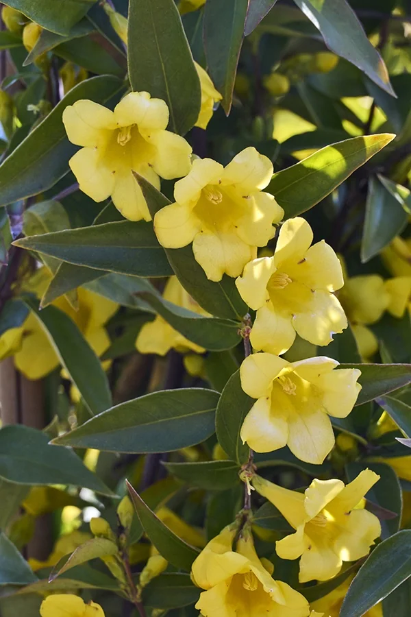 Echo® Jasmine Duet® Jessamine