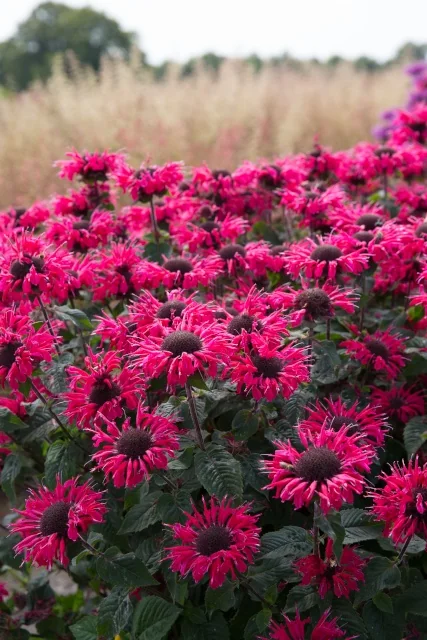 Bee-You™ Bee-Happy Bee Balm 1 Bee-You™ Bee-Happy Bee Balm