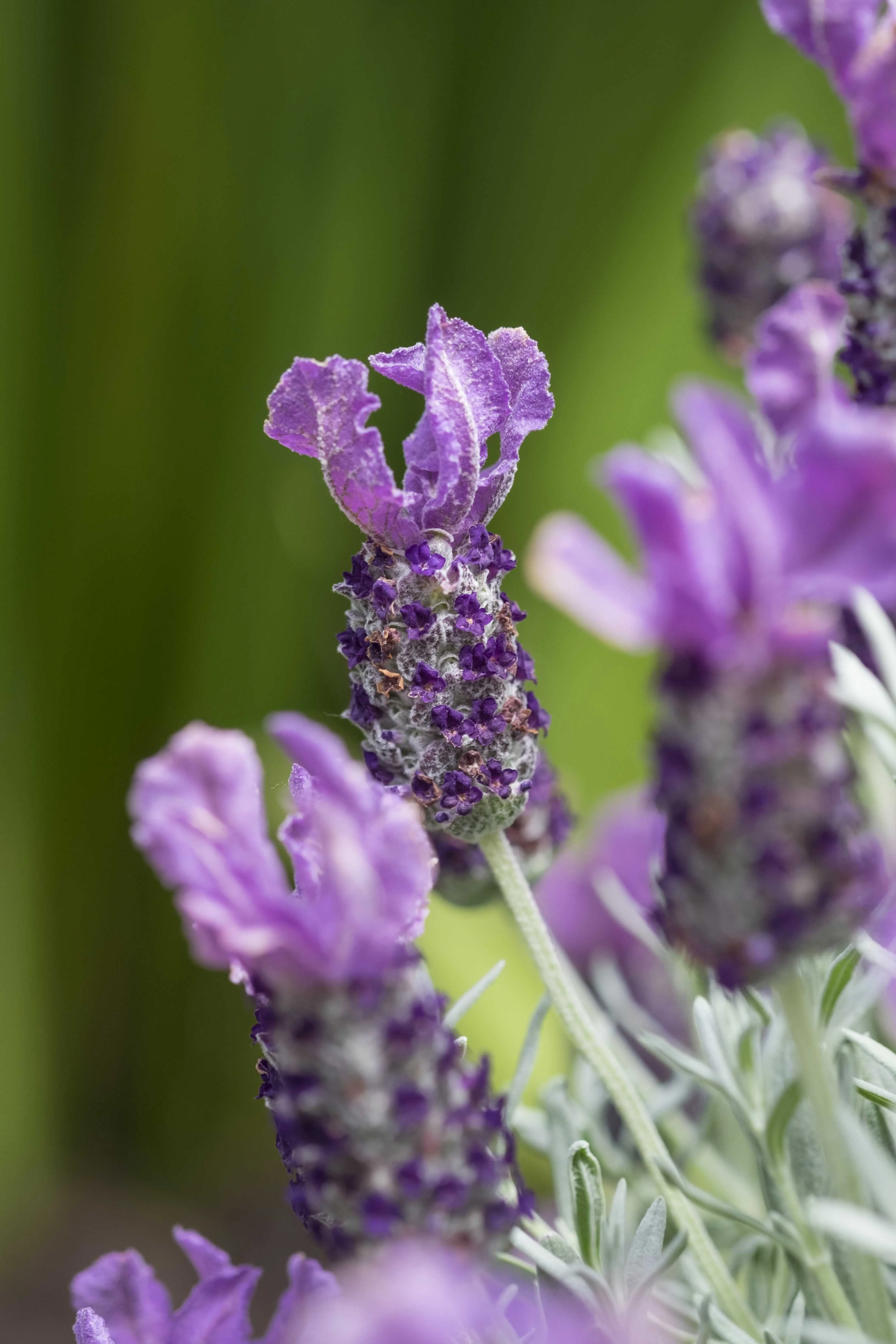 Lavinnova® Frost Purple Lavender 1 Lavinnova® Frost Purple Lavender