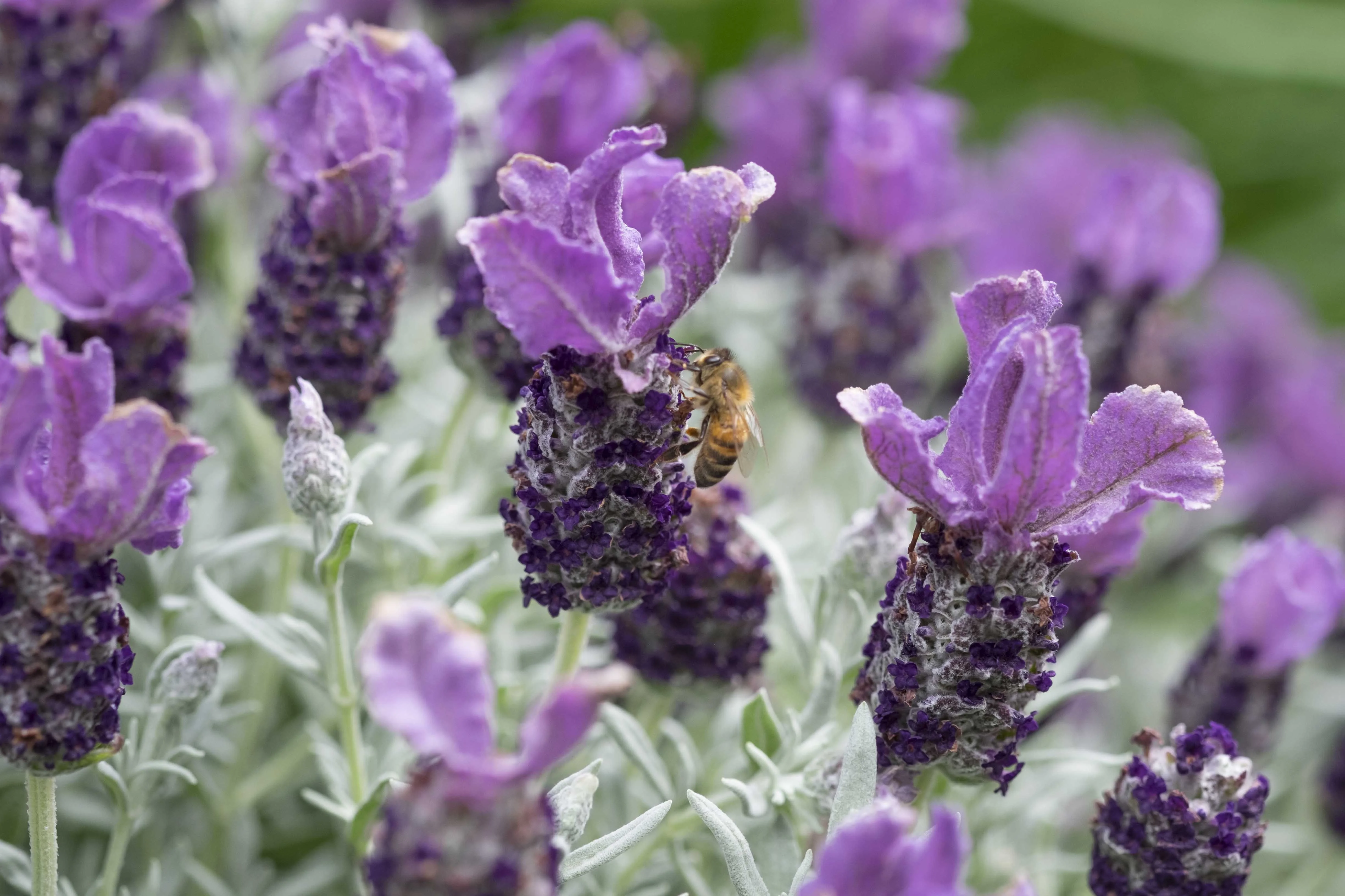Lavinnova® Frost Purple Lavender 2 Lavinnova® Frost Purple Lavender
