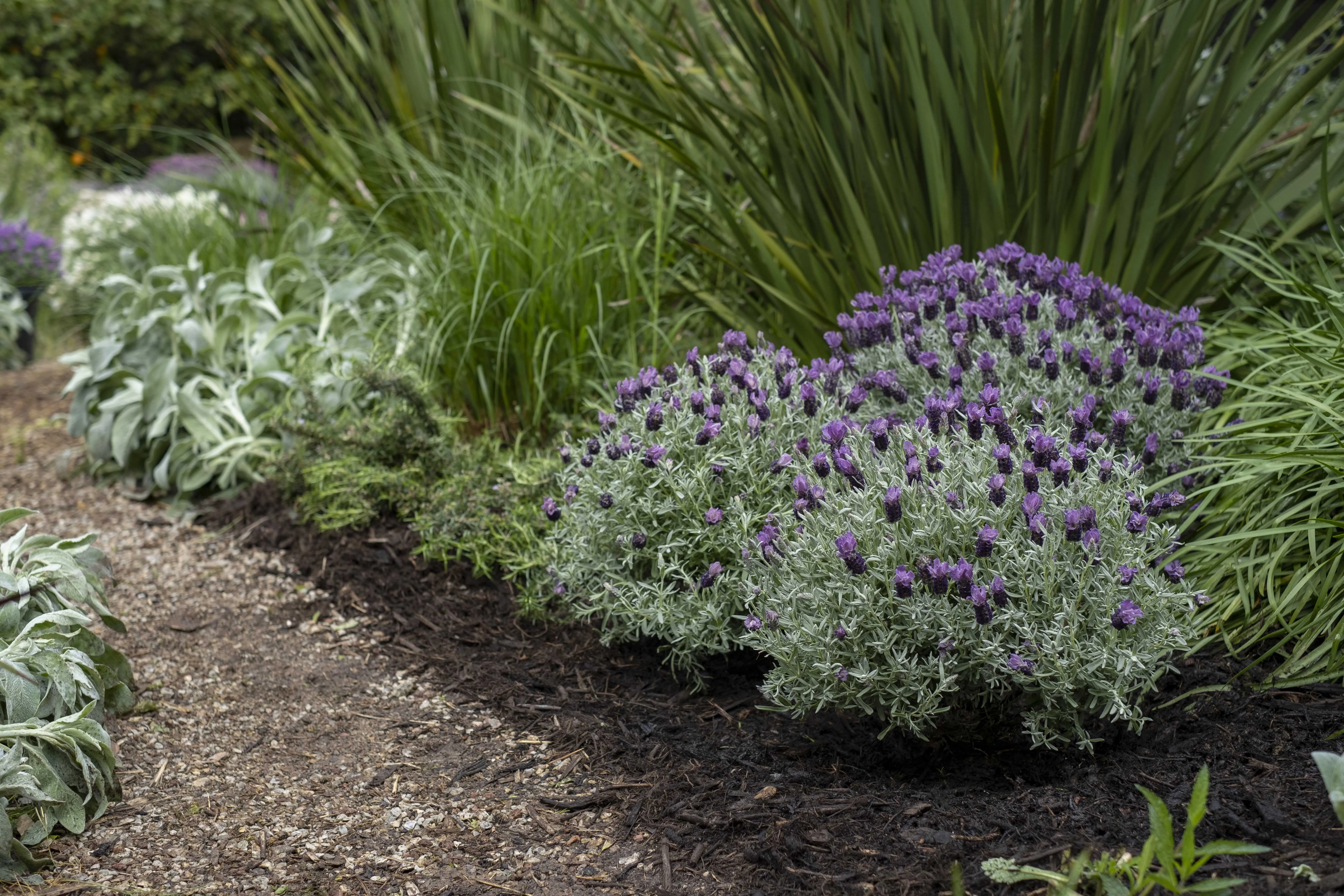 Lavinnova® Frost Purple Lavender 3 Lavinnova® Frost Purple Lavender