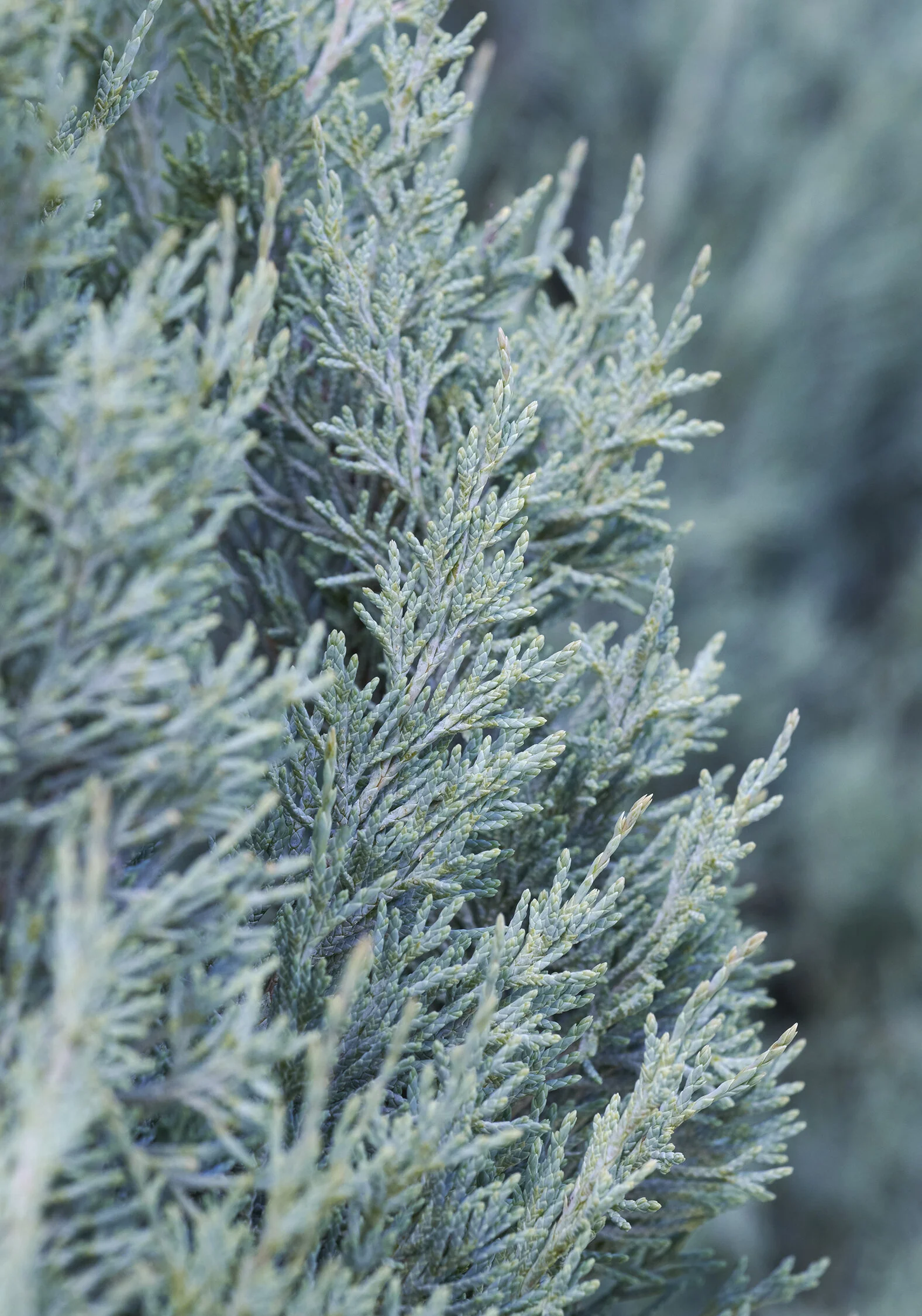 Wichita Blue Juniper