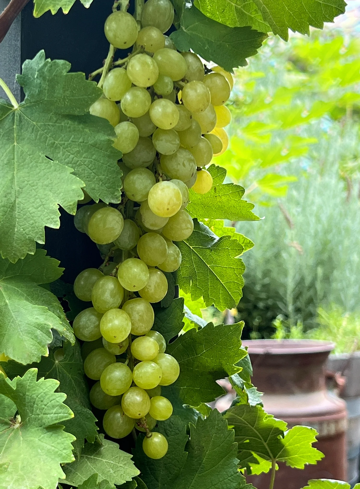 Zestful™ Golden Chalice Grape 7 Zestful™ Golden Chalice Grape