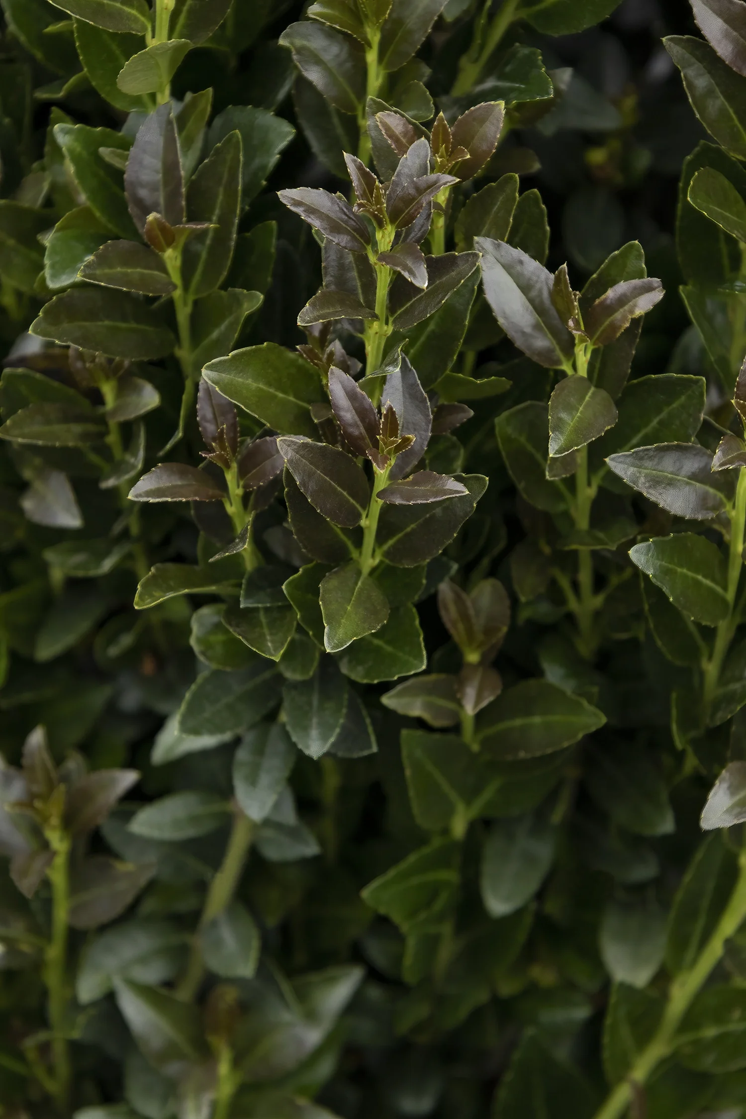 Ruby Colonnade® Holly 1 Ruby Colonnade® Holly