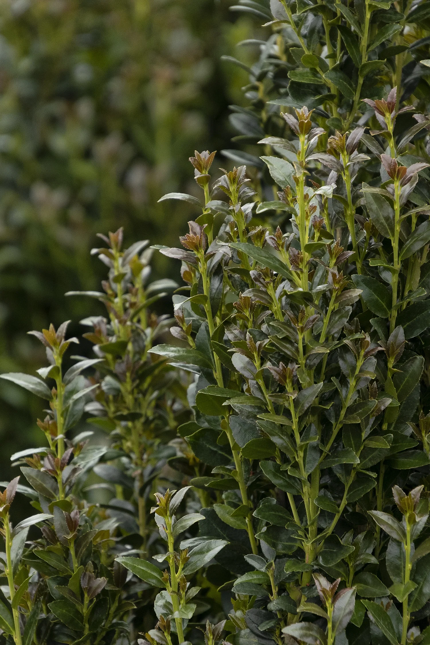 Ruby Colonnade® Holly 2 Ruby Colonnade® Holly
