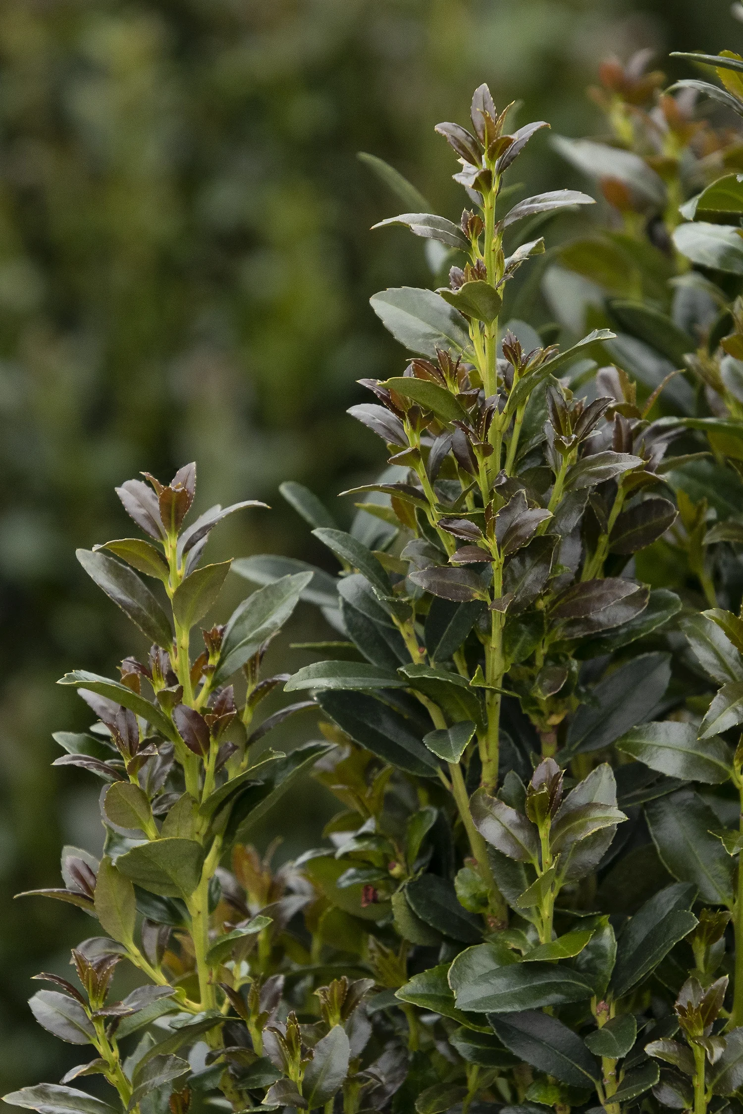 Ruby Colonnade® Holly 3 Ruby Colonnade® Holly