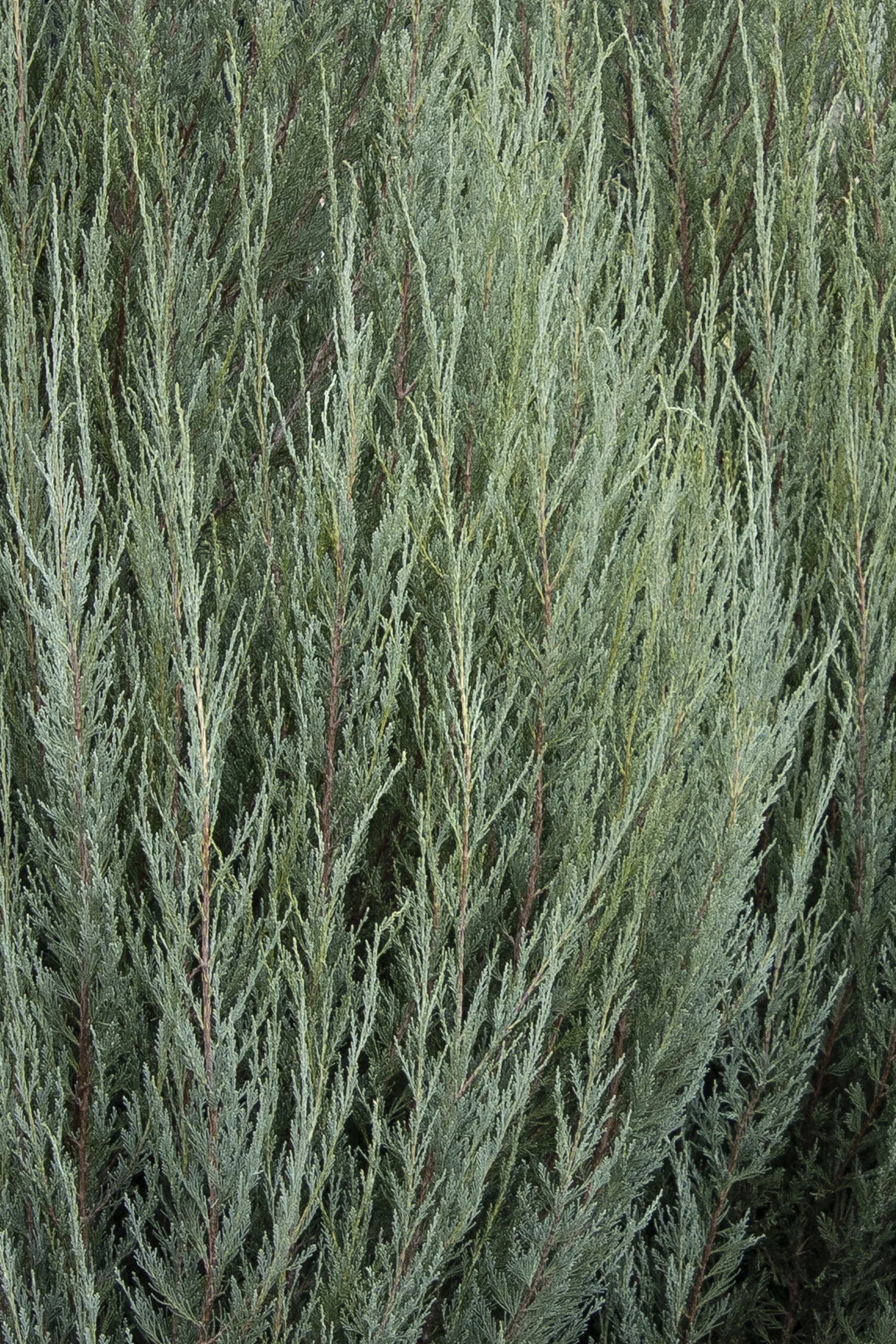 Skyrocket Juniper 1 Skyrocket Juniper