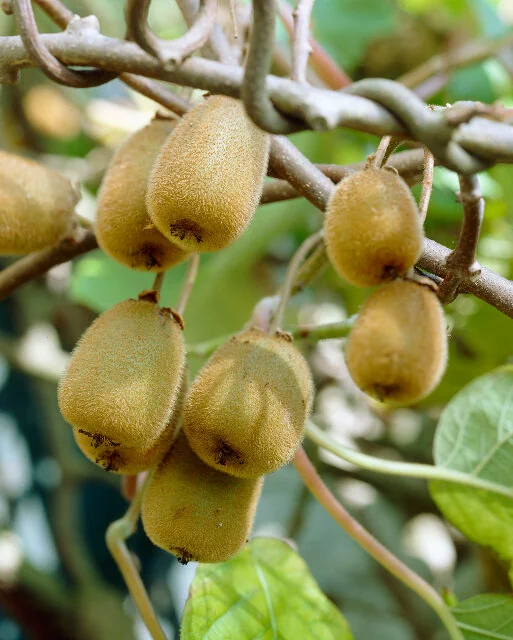 Sweet 'n Solo™ Kiwi