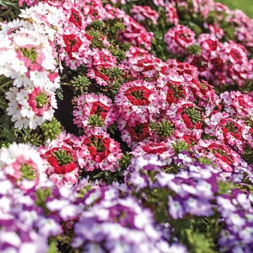 Lanai® Twister™ Verbena 2 Lanai® Twister™ Verbena