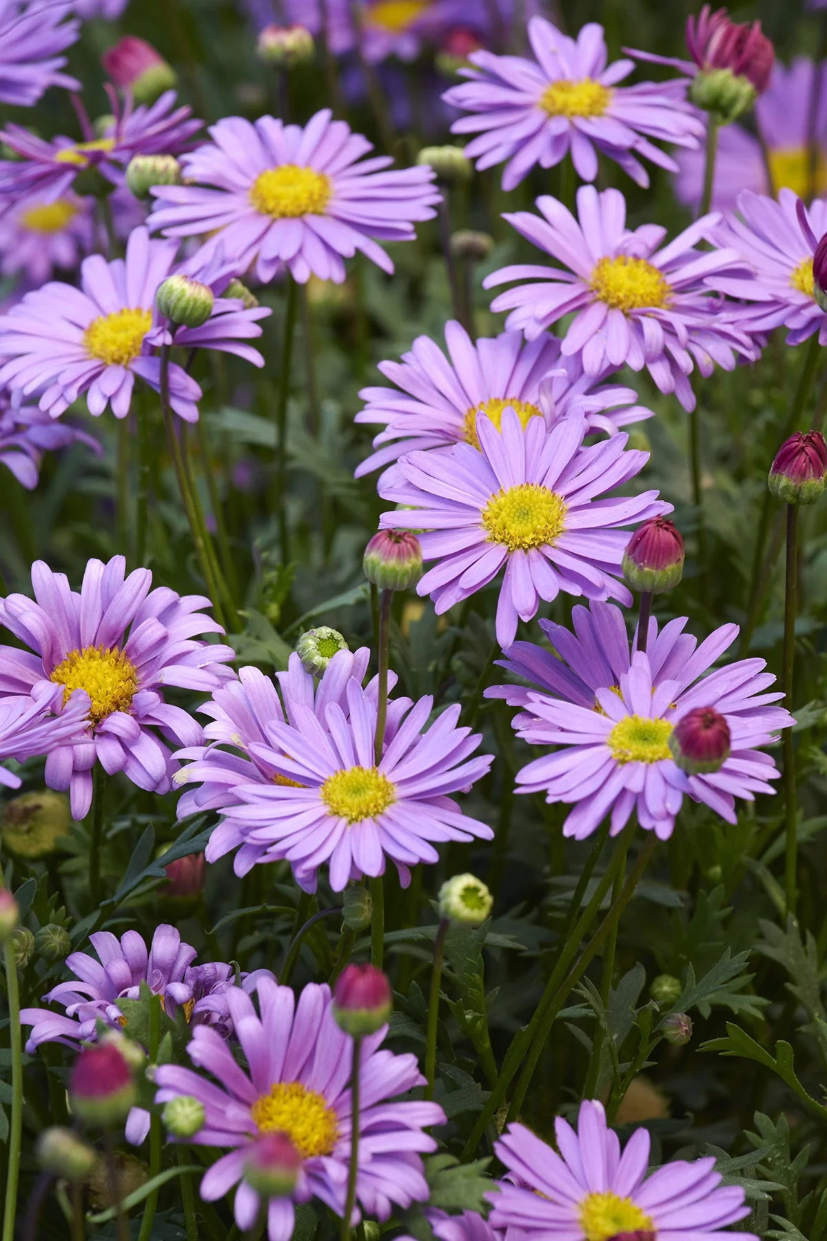 Fresco™ Purple River Daisy 49 Fresco™ Purple River Daisy