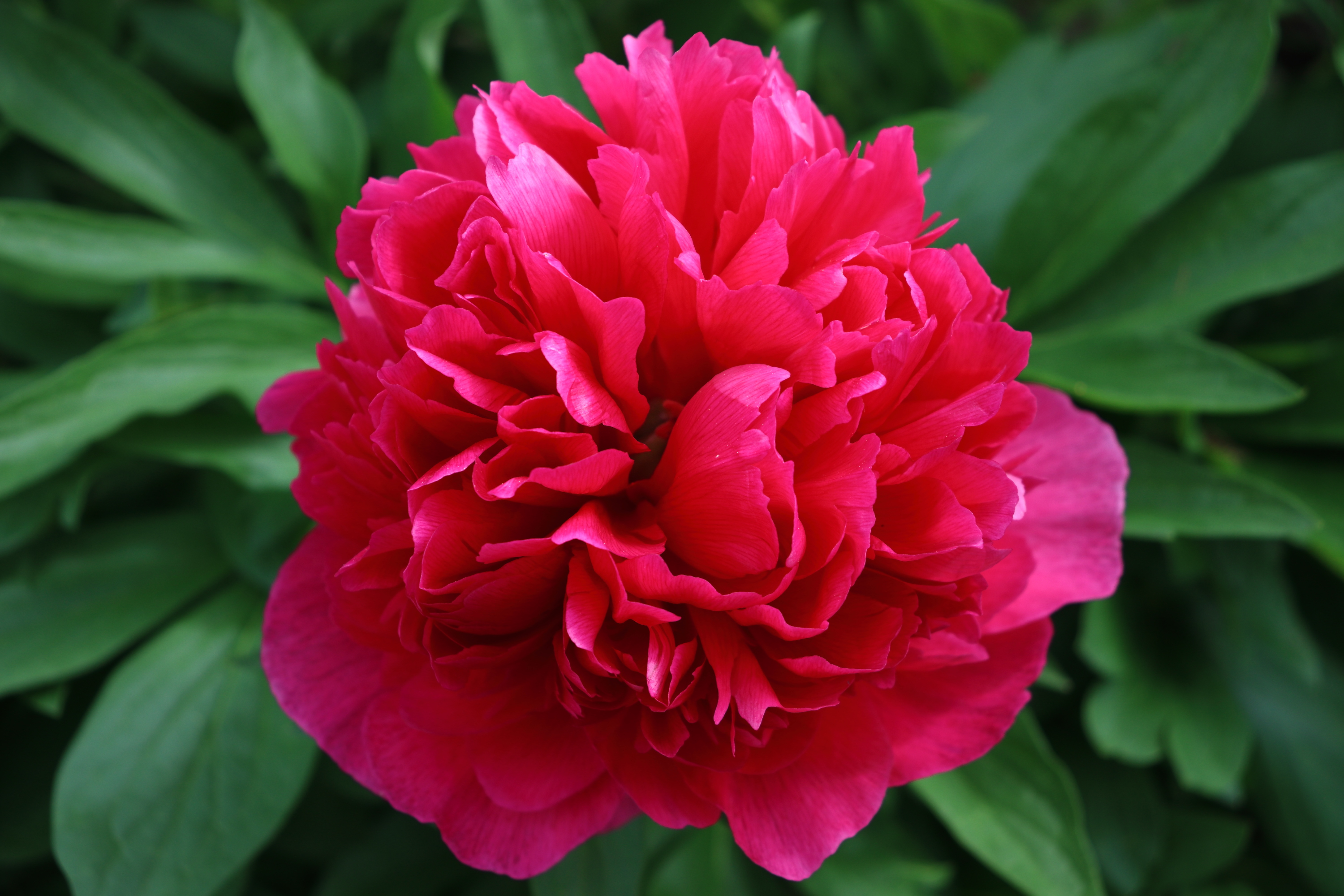 Eliza Lundy Peony