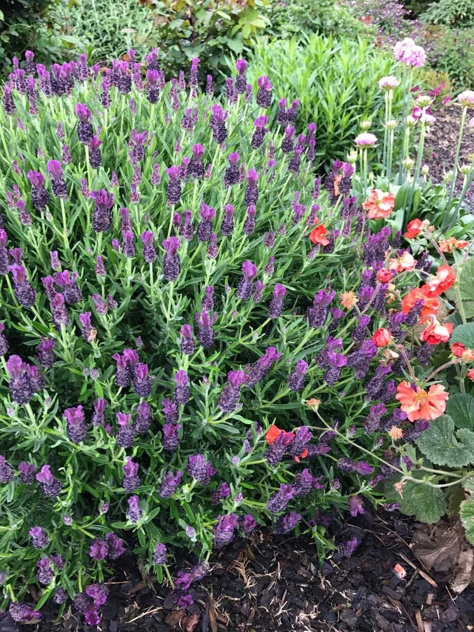 Lavinnova® Plum Delight Lavender 6 Lavinnova® Plum Delight Lavender