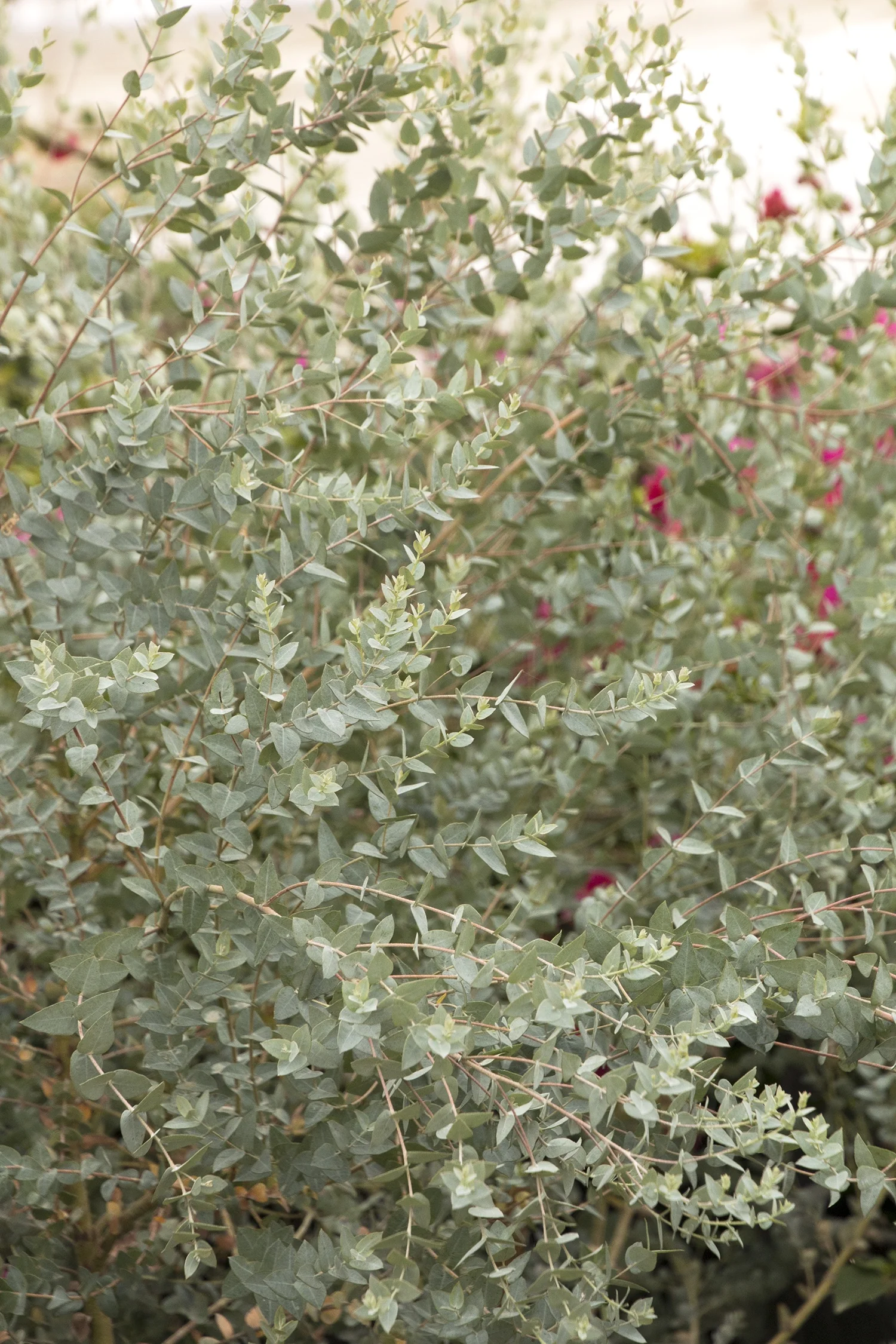 Moon Lagoon Dwarf Eucalyptus 5 Moon Lagoon Dwarf Eucalyptus