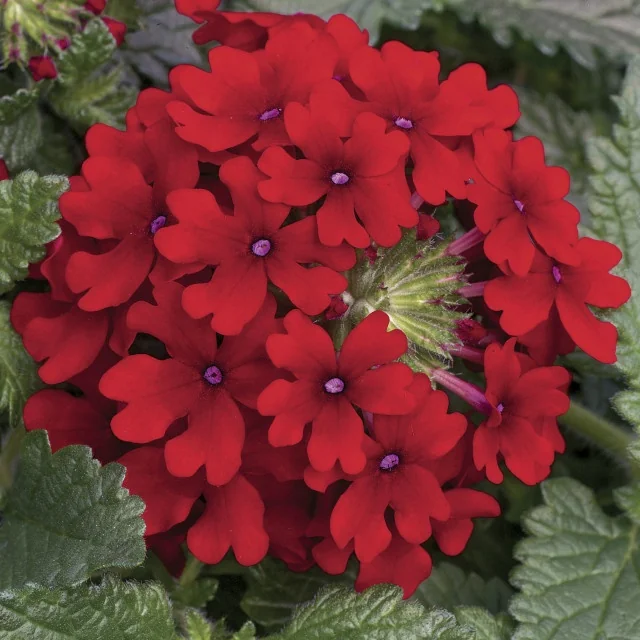 Lanai® Verbena 1 Lanai® Verbena