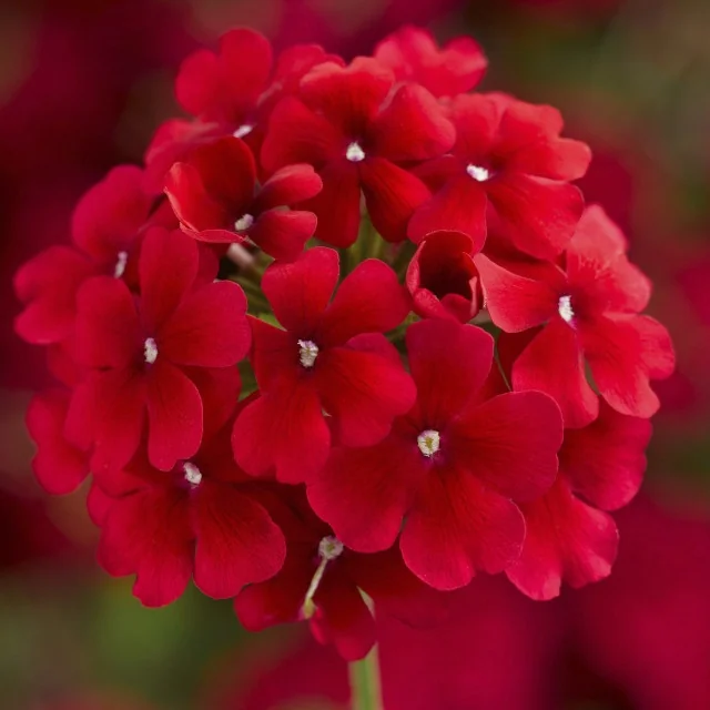 Lanai® Verbena 10 Lanai® Verbena