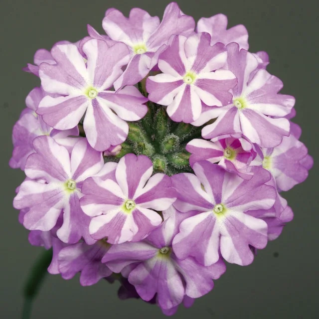 Lanai® Verbena 11 Lanai® Verbena