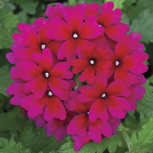 Lanai® Verbena 12 Lanai® Verbena