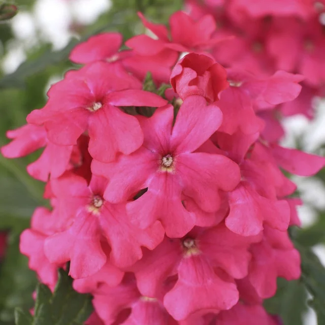 Lanai® Verbena 13 Lanai® Verbena