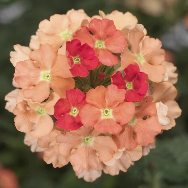 Lanai® Verbena 14 Lanai® Verbena