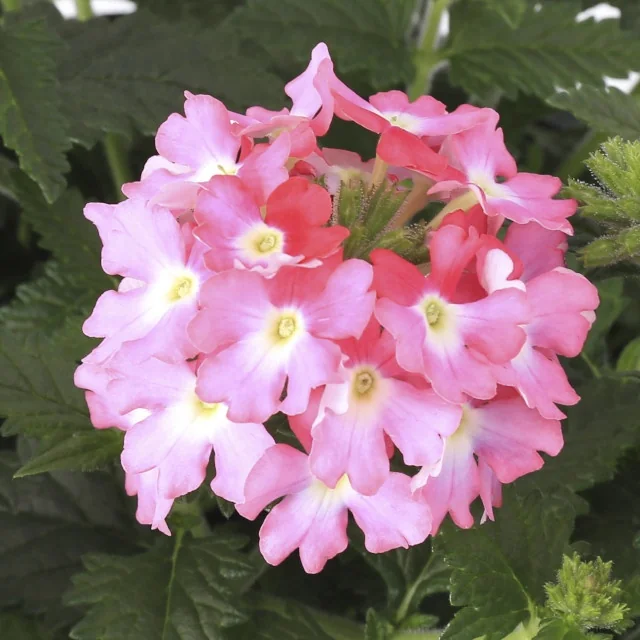 Lanai® Verbena 15 Lanai® Verbena